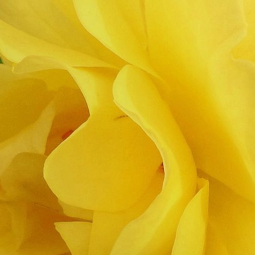 Rosa Goldspatz ® - fără parfum - Trandafir copac cu trunchi înalt - cu flori în buchet - galben - W. Kordes’ Söhne® - coroană tufiș - ,-